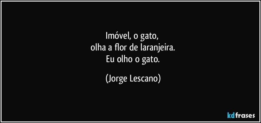 Imóvel, o gato, 
 olha a flor de laranjeira. 
 Eu olho o gato. (Jorge Lescano)