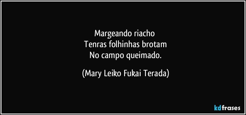 Margeando riacho 
 Tenras folhinhas brotam 
 No campo queimado. (Mary Leiko Fukai Terada)