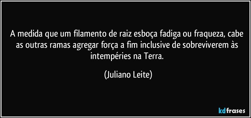 A medida que um filamento de raiz esboça fadiga ou fraqueza, cabe as outras ramas agregar força a fim inclusive de sobreviverem às intempéries na Terra. (Juliano Leite)