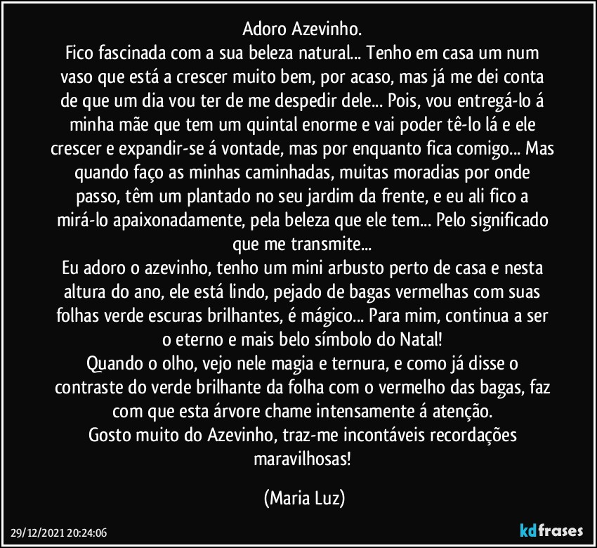 Adoro Azevinho. 
Fico fascinada com a sua beleza natural... Tenho em casa um num vaso que está a crescer muito bem, por acaso, mas já me dei conta de que um dia vou ter de me despedir dele... Pois, vou entregá-lo á minha mãe que tem um quintal enorme e vai poder tê-lo lá e ele crescer e expandir-se á vontade, mas por enquanto fica comigo... Mas quando faço as minhas caminhadas, muitas moradias por onde passo, têm um plantado no seu jardim da frente, e eu ali fico a mirá-lo apaixonadamente, pela beleza que ele tem... Pelo significado que me transmite... 
Eu adoro o azevinho, tenho um mini arbusto perto de casa e nesta altura do ano, ele está lindo, pejado de bagas vermelhas com suas folhas verde escuras brilhantes, é mágico... Para mim, continua a ser o eterno e mais belo símbolo do Natal! 
Quando o olho, vejo nele magia e ternura, e como já disse o contraste do verde brilhante da folha com o vermelho das bagas, faz com que esta árvore chame intensamente á  atenção. 
Gosto muito do Azevinho, traz-me incontáveis recordações maravilhosas! (Maria Luz)