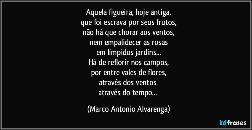 Aquela figueira, hoje antiga,
que foi escrava por seus frutos,
não há que chorar aos ventos,
nem empalidecer as rosas
em límpidos jardins...
Há de reflorir nos campos,
por entre vales de flores,
através dos ventos 
através do tempo... (Marco Antonio Alvarenga)