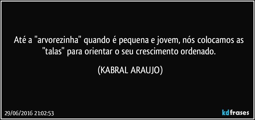 Até a "arvorezinha" quando é pequena e jovem, nós colocamos as "talas" para orientar o seu crescimento ordenado. (KABRAL ARAUJO)