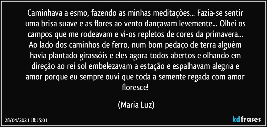 Caminhava a esmo, fazendo as minhas meditações... Fazia-se sentir uma brisa suave e as flores ao vento dançavam levemente... Olhei os campos que me rodeavam e vi-os repletos de cores da primavera...  Ao lado dos caminhos de ferro, num bom pedaço de terra alguém havia plantado girassóis e eles agora todos abertos e olhando em direção  ao rei sol embelezavam a estação e espalhavam  alegria e amor porque eu sempre ouvi que toda a semente regada com amor floresce! (Maria Luz)