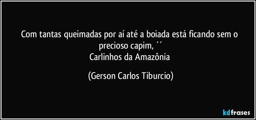 Com tantas queimadas por aí até a boiada está ficando sem o precioso capim, ´´
Carlinhos da Amazônia (Gerson Carlos Tiburcio)