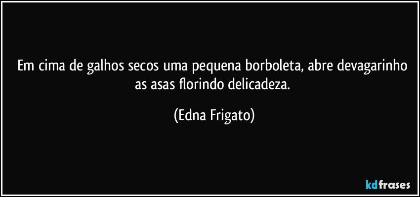 Em cima de galhos secos uma pequena borboleta, abre devagarinho as asas florindo delicadeza. (Edna Frigato)