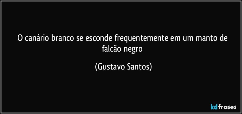 O canário branco se esconde frequentemente em um manto de falcão negro (Gustavo Santos)