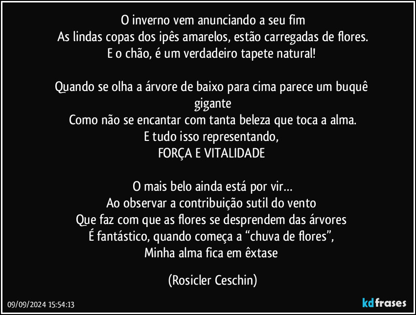 O inverno vem anunciando a seu fim
As lindas copas dos ipês amarelos, estão carregadas de flores.
E o chão, é um verdadeiro tapete natural! 

Quando se olha a árvore de baixo para cima parece um buquê gigante
Como não se encantar com tanta beleza que toca a alma.
E tudo isso representando, 
FORÇA E VITALIDADE 

O mais belo ainda está por vir…
Ao observar a contribuição sutil do vento 
Que faz com que as flores se desprendem das árvores 
É fantástico, quando começa a “chuva de flores”,  
Minha alma fica em êxtase (Rosicler Ceschin)