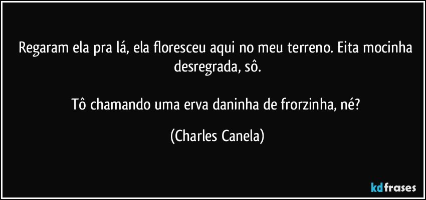 Regaram ela pra lá, ela floresceu aqui no meu terreno. Eita mocinha desregrada, sô.

Tô chamando uma erva daninha de frorzinha, né? (Charles Canela)