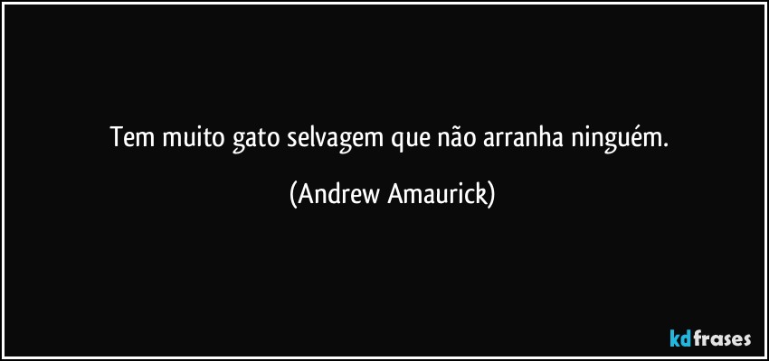 Tem muito gato selvagem que não arranha ninguém. (Andrew Amaurick)