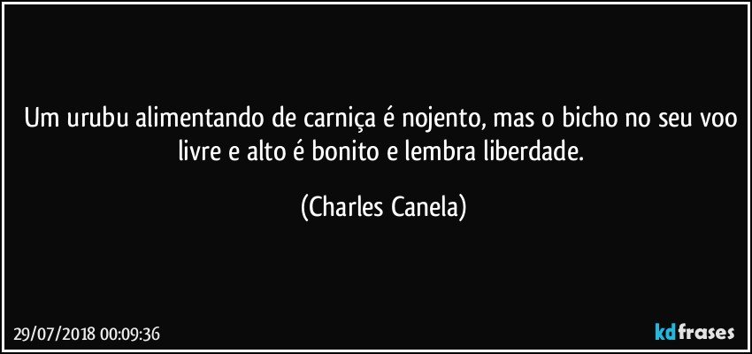 Um urubu alimentando de carniça é nojento, mas o bicho no seu voo livre e alto é bonito e lembra liberdade. (Charles Canela)