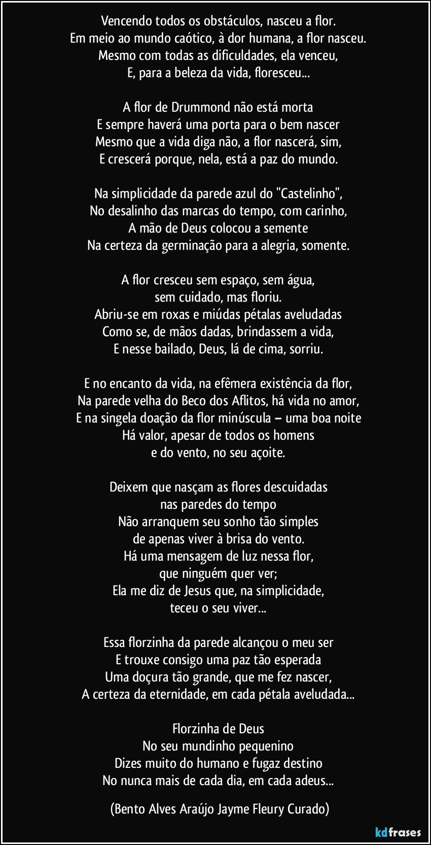 Vencendo todos os obstáculos, nasceu a flor. 
Em meio ao mundo caótico, à dor humana, a flor nasceu. 
Mesmo com todas as dificuldades, ela venceu, 
E, para a beleza da vida, floresceu... 

A flor de Drummond não está morta 
E sempre haverá uma porta para o bem nascer 
Mesmo que a vida diga não, a flor nascerá, sim, 
E crescerá porque, nela, está a paz do mundo. 

Na simplicidade da parede azul do "Castelinho", 
No desalinho das marcas do tempo, com carinho, 
A mão de Deus colocou a semente 
Na certeza da germinação para a alegria, somente. 

A flor cresceu sem espaço, sem água, 
sem cuidado, mas floriu. 
Abriu-se em roxas e miúdas pétalas aveludadas 
Como se, de mãos dadas, brindassem a vida, 
E nesse bailado, Deus, lá de cima, sorriu. 

E no encanto da vida, na efêmera existência da flor, 
Na parede velha do Beco dos Aflitos, há vida no amor, 
E na singela doação da flor minúscula – uma boa noite 
Há valor, apesar de todos os homens 
e do vento, no seu açoite. 

Deixem que nasçam as flores descuidadas 
nas paredes do tempo 
Não arranquem seu sonho tão simples 
de apenas viver à brisa do vento. 
Há uma mensagem de luz nessa flor, 
que ninguém quer ver; 
Ela me diz de Jesus que, na simplicidade, 
teceu o seu viver... 

Essa florzinha da parede alcançou o meu ser 
E trouxe consigo uma paz tão esperada 
Uma doçura tão grande, que me fez nascer, 
A certeza da eternidade, em cada pétala aveludada... 

Florzinha de Deus 
No seu mundinho pequenino 
Dizes muito do humano e fugaz destino 
No nunca mais de cada dia, em cada adeus... (Bento Alves Araújo Jayme Fleury Curado)