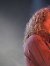 Robert Plant